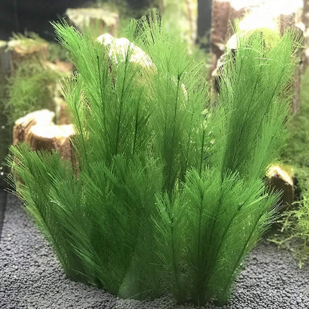 1/3Pcs 28/40cm Aquarium Fish T - огляд і ціна Aquarium Plant Live