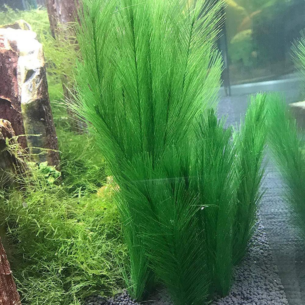 1/3Pcs 28/40cm Aquarium Fish T - огляд і ціна Aquarium Plant Live
