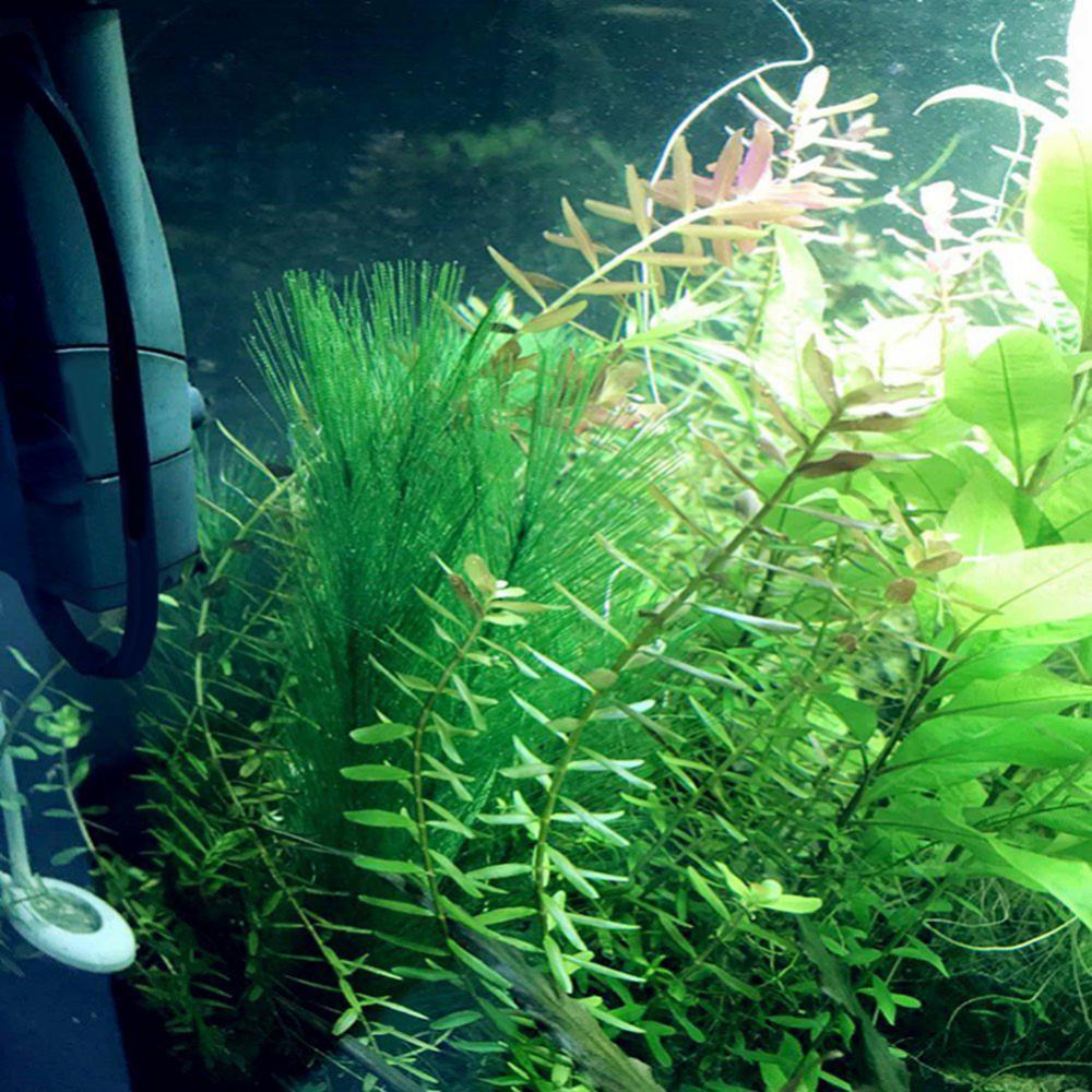 1/3Pcs 28/40cm Aquarium Fish T - огляд і ціна Aquarium Plant Live