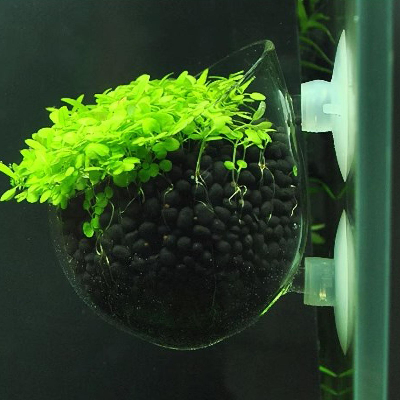 Aquarium Plant Holder Glass Aq - огляд і ціна Aquarium Plant Live