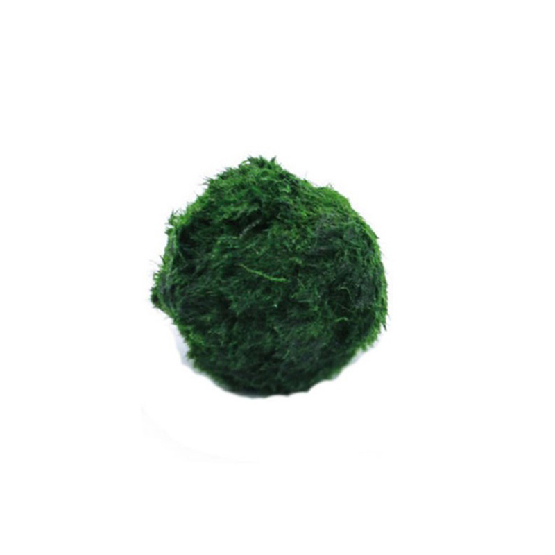 Marimo Moss Balls Live Aquariu - огляд і ціна Planted Aquarium Moss