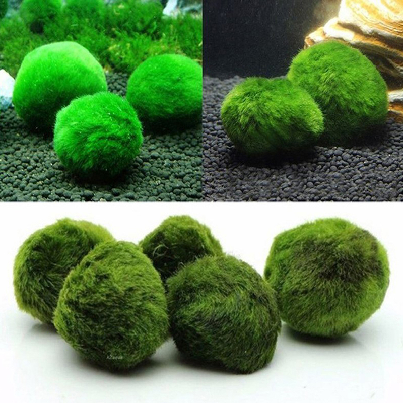 Marimo Moss Balls Live Aquariu - огляд і ціна Planted Aquarium Moss