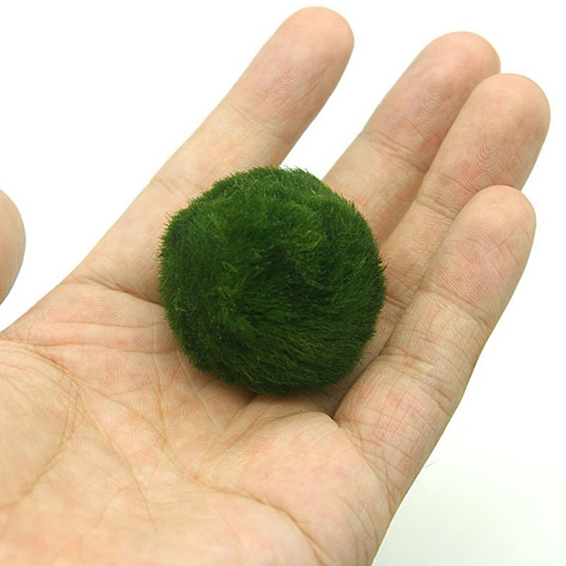 Marimo Moss Balls Live Aquariu - огляд і ціна Planted Aquarium Moss