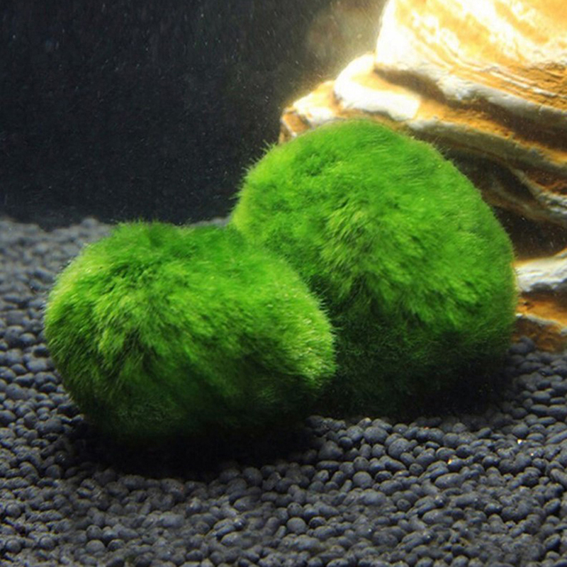 Marimo Moss Balls Live Aquariu - огляд і ціна Planted Aquarium Moss