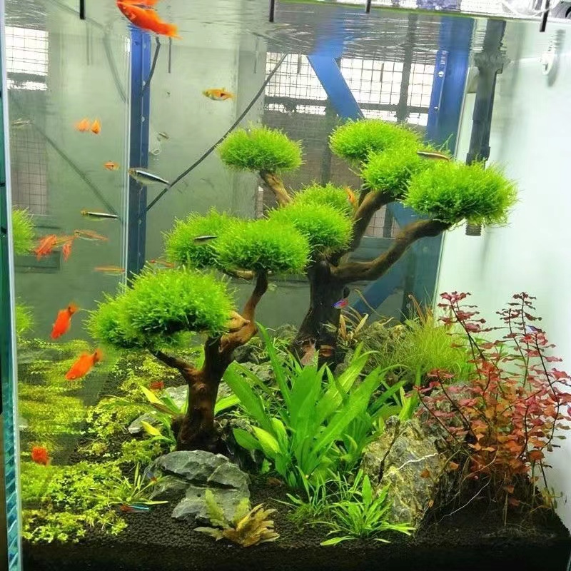 Fish tank greening wood frame  - огляд і ціна Planted Aquarium Moss