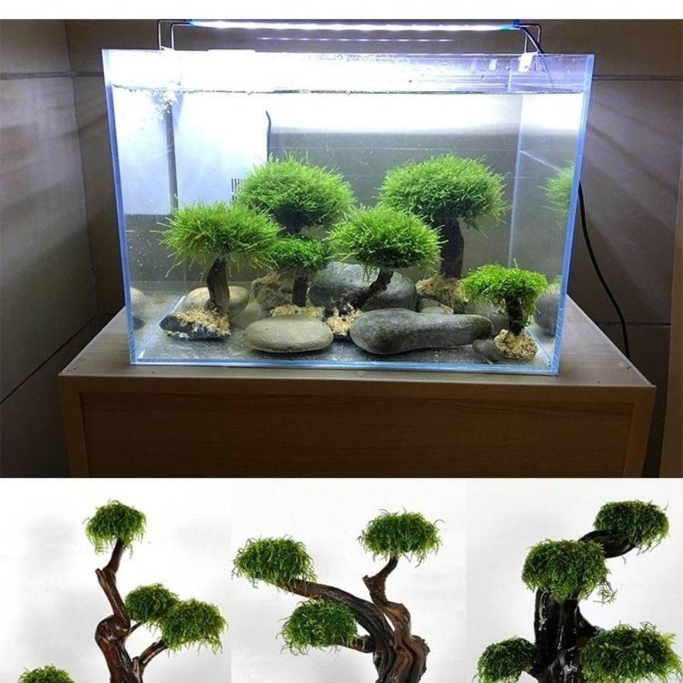 Fish tank greening wood frame  - огляд і ціна Planted Aquarium Moss