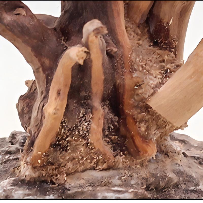 1PC Aquarium Landscaping Wood  - огляд і ціна Aquarium Planted Tree
