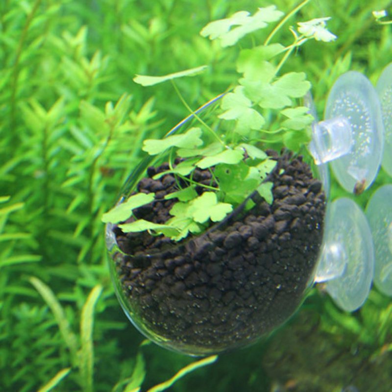 Aquarium Hanging Plant Pot Gla - огляд і ціна Planted Aquarium Moss