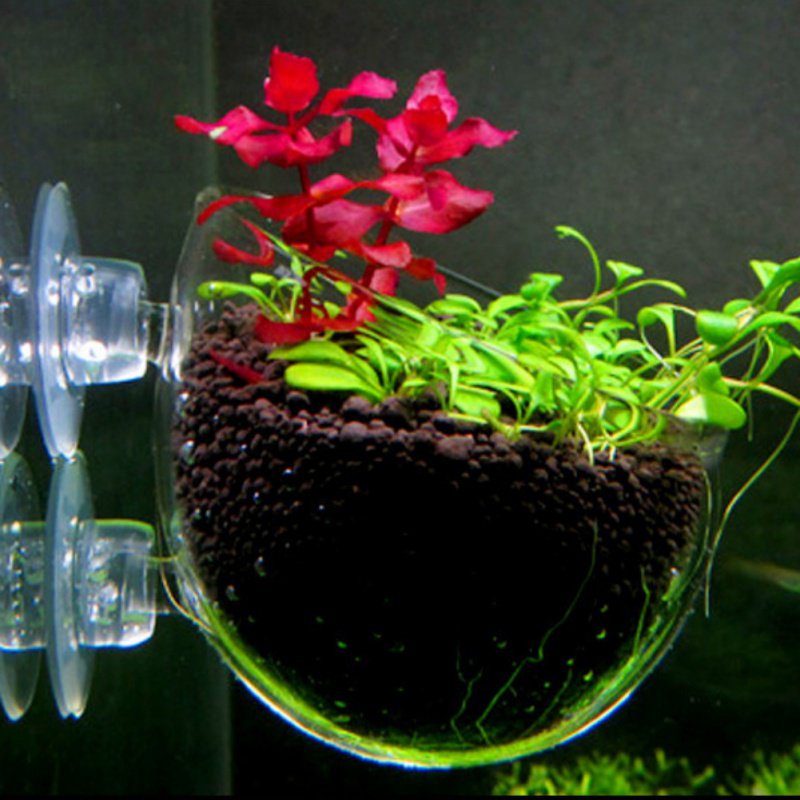 Aquarium Hanging Plant Pot Gla - огляд і ціна Planted Aquarium Moss