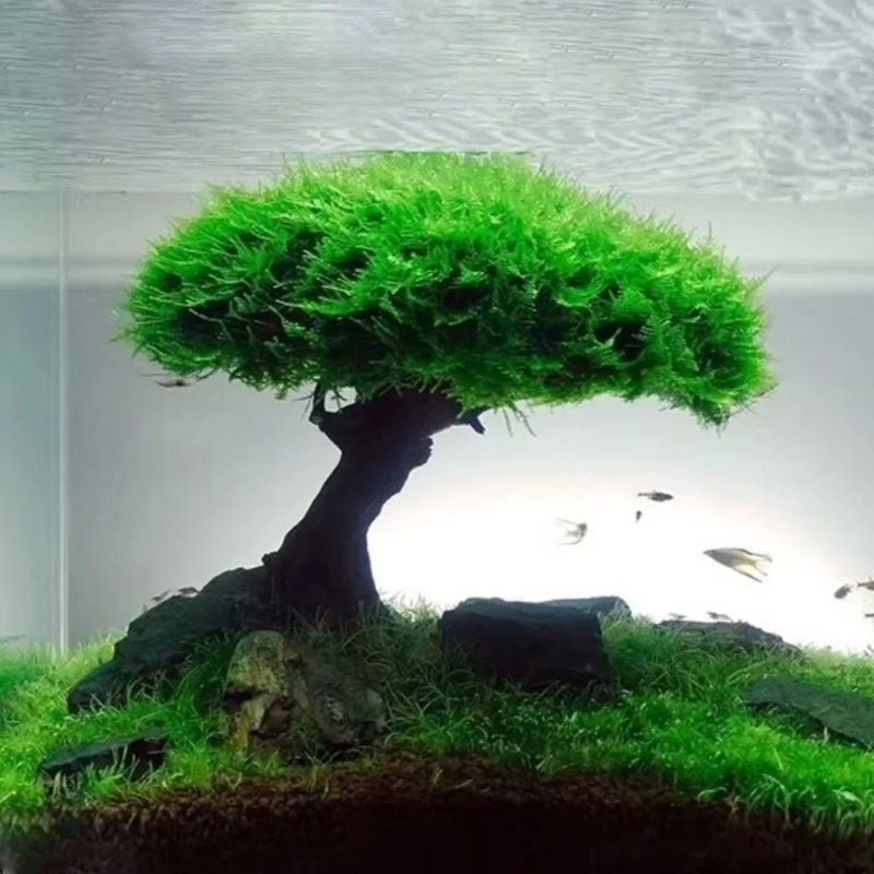 Fish Tank Plant Moss Tree Deco - огляд і ціна Planted Aquarium Without Fish