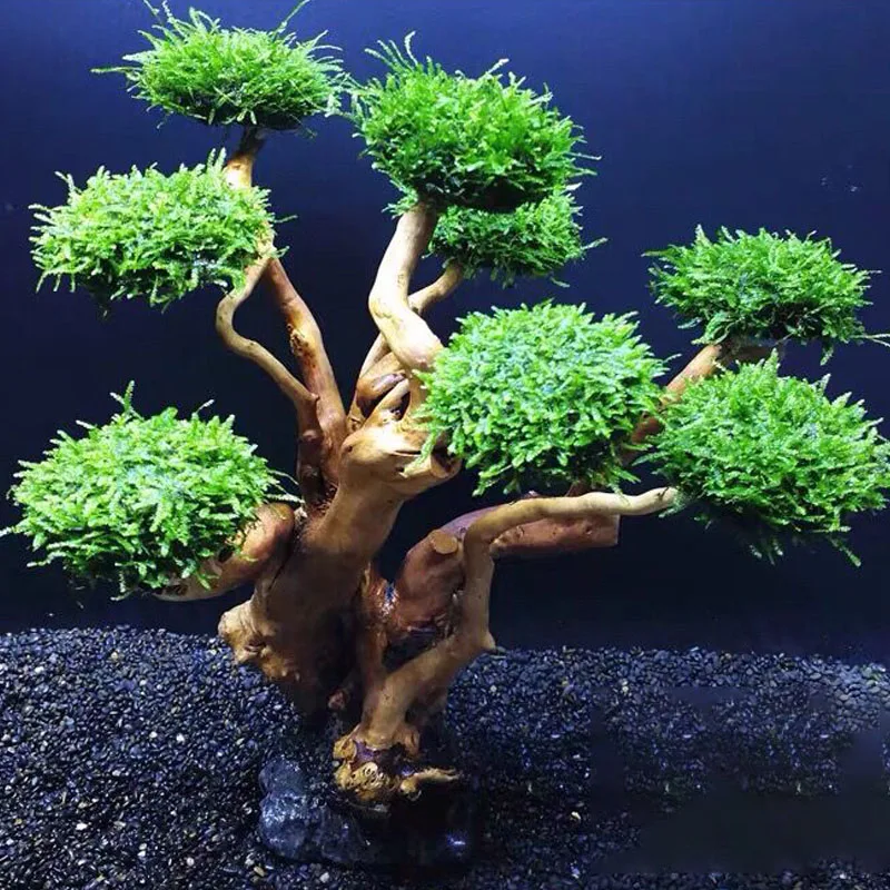 Fish Tank Plant Moss Tree Deco - огляд і ціна Planted Aquarium Without Fish